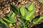 Grünrandige Funkie 'Morning Light' - Hosta x fortunei 'Morning Light'