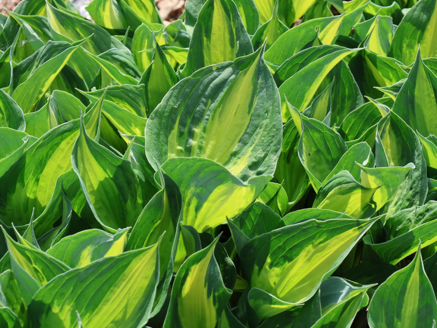 Grünrandige Funkie 'Morning Light' - Hosta x fortunei 'Morning Light'