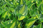 Grünrandige Funkie 'Morning Light' - Hosta x fortunei 'Morning Light'