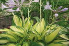 Grünrandige Funkie 'Morning Light' - Hosta x fortunei 'Morning Light'