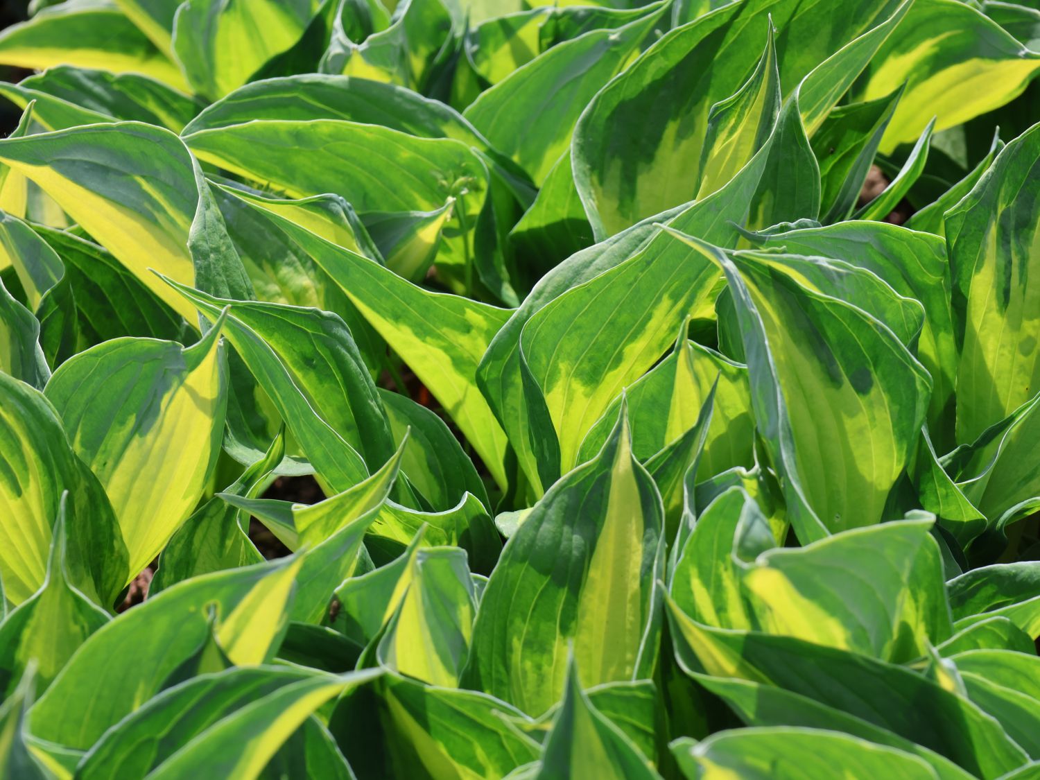 Grünrandige Funkie 'Morning Light' - Hosta x fortunei 'Morning Light'