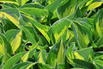 Grünrandige Funkie 'Morning Light' - Hosta x fortunei 'Morning Light'
