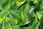Grünrandige Funkie 'Morning Light' - Hosta x fortunei 'Morning Light'