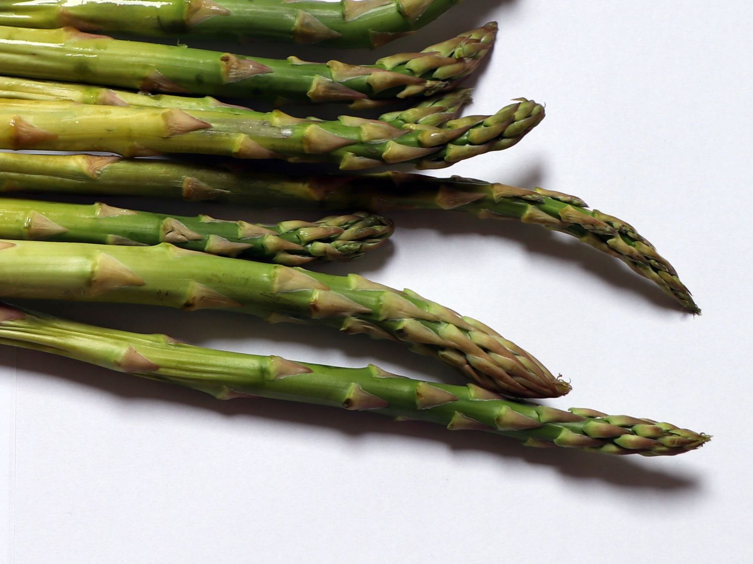 Grünspargel 'Huchel's Schneewittchen' - Asparagus officinalis 'Huchel's Schneewittchen'