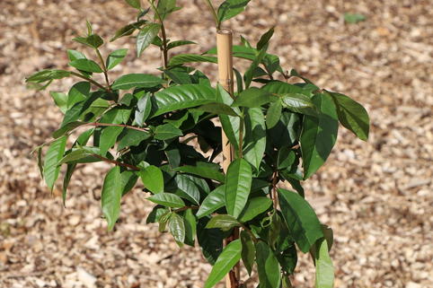 Echte Guave 'Fresa' - Psidium guajava 'Fresa'