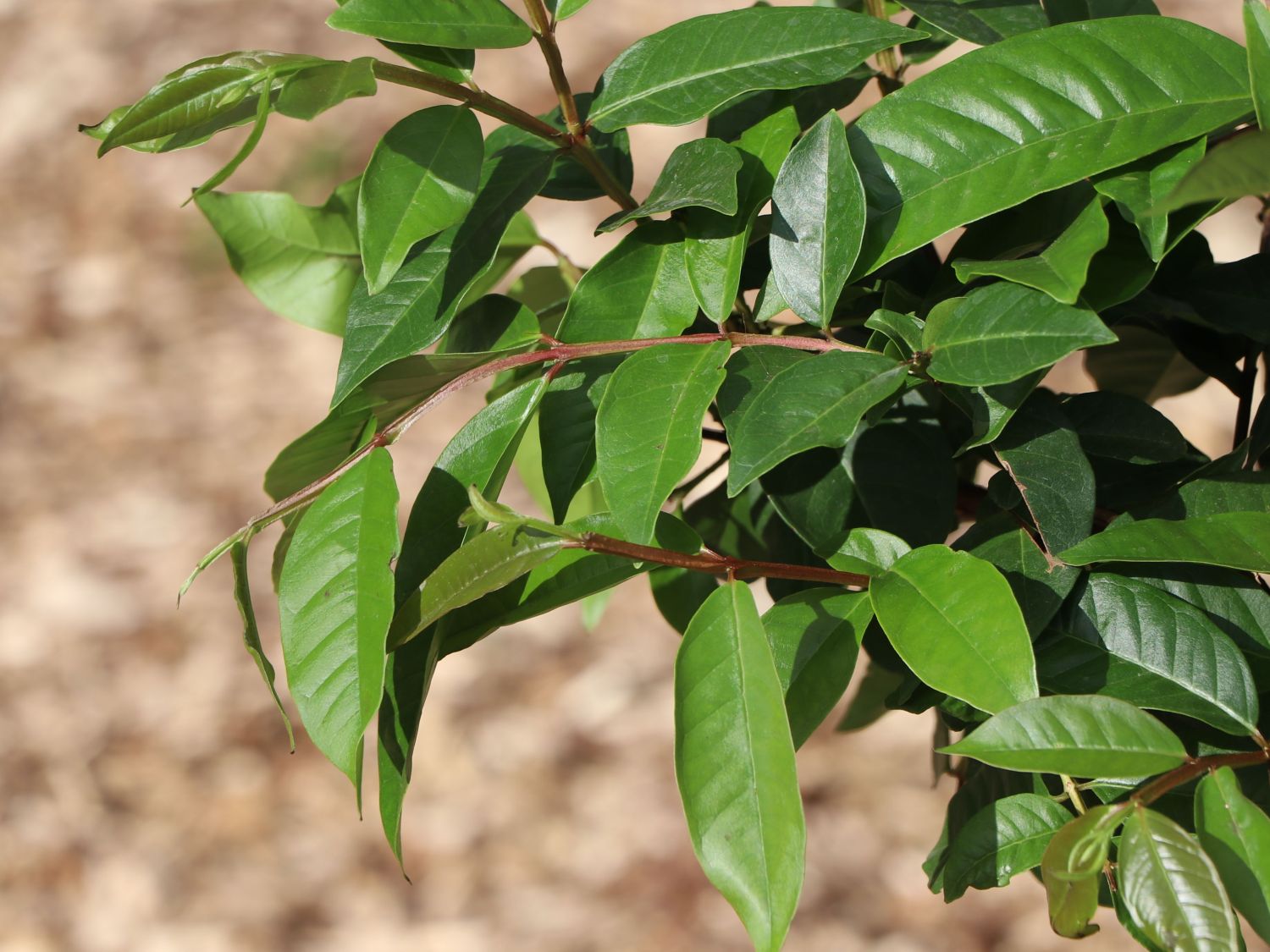 Echte Guave 'Fresa' - Psidium guajava 'Fresa'