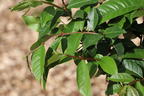 Echte Guave 'Fresa' - Psidium guajava 'Fresa'