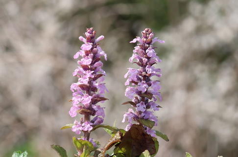 Günsel 'Rosea' - Ajuga reptans 'Rosea'