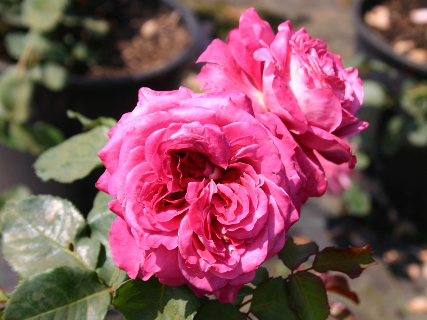 Guillot Rose 'Agnes Schilliger' ®