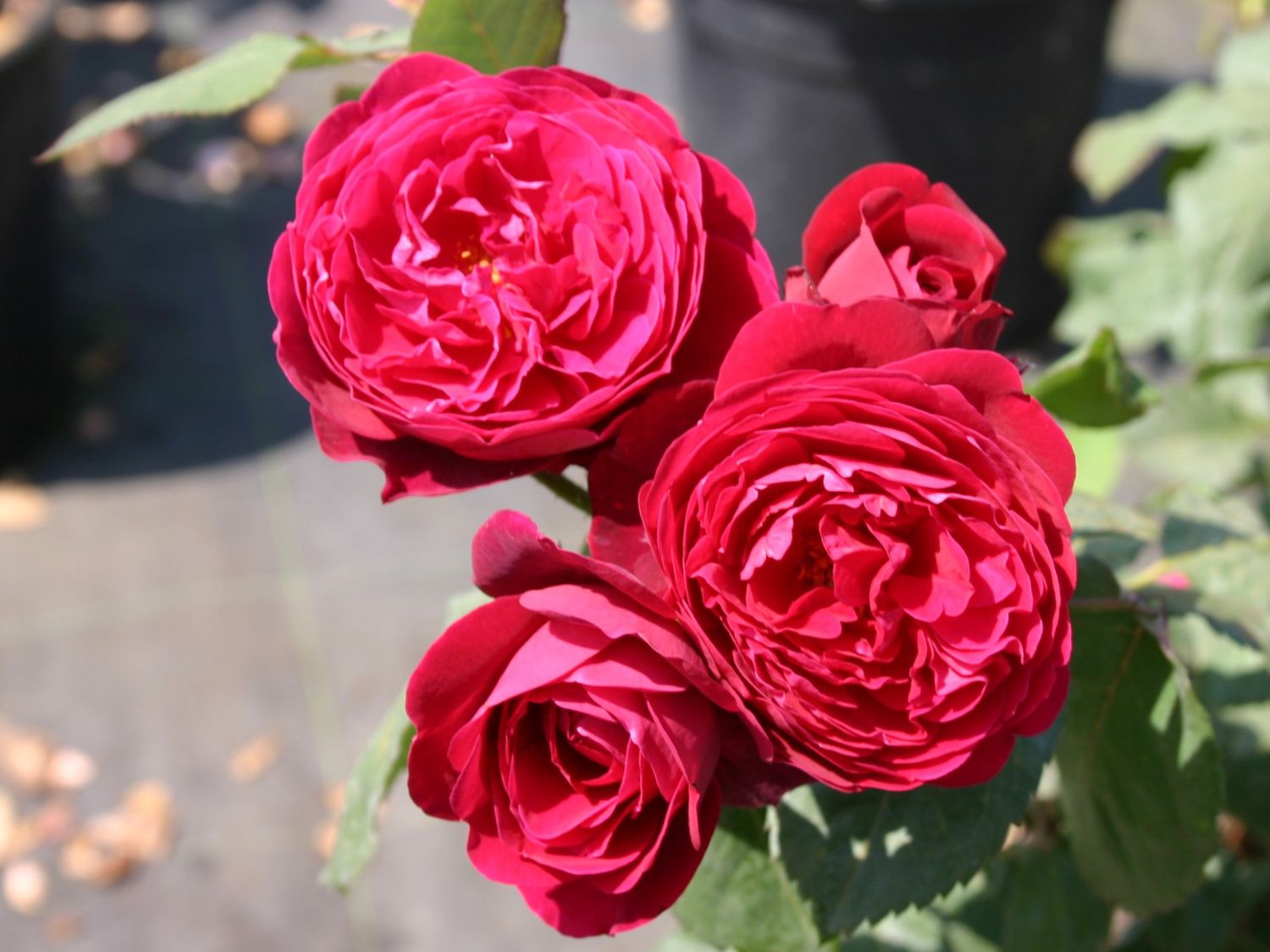 Guillot Rose 'Bicentenaire de Guillot' ®