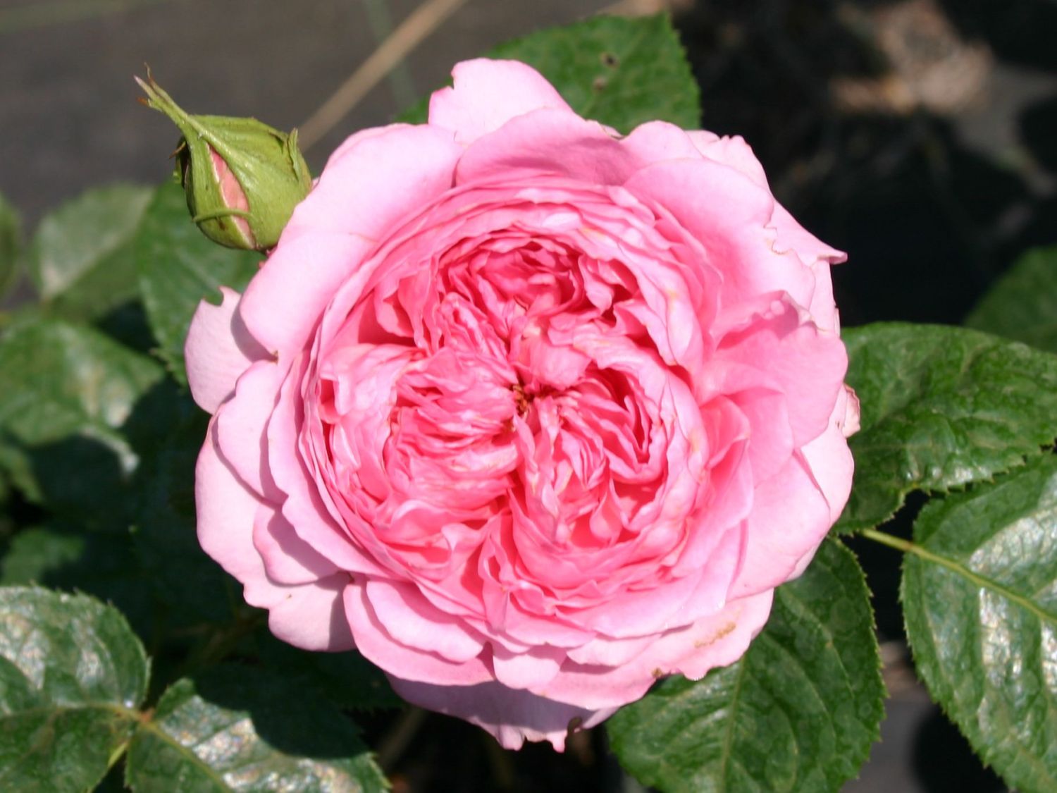 Guillot Rose 'Chantal Mérieux' ®
