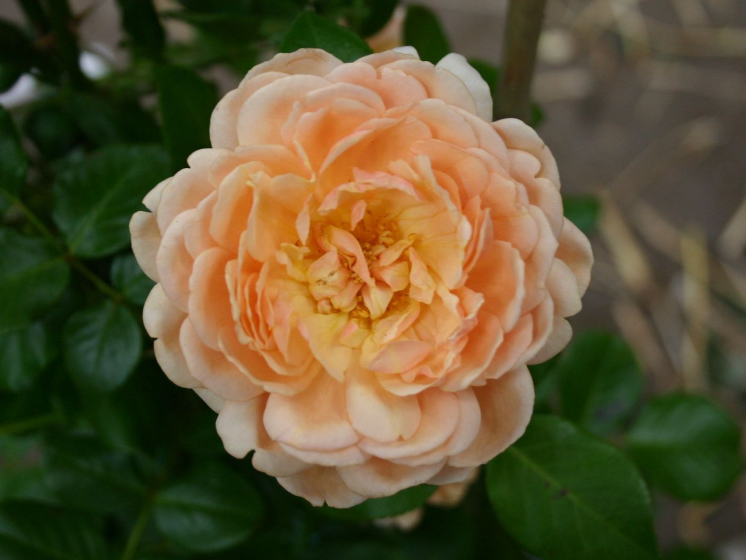 Guillot Rose 'Elizabeth Stuart' ®