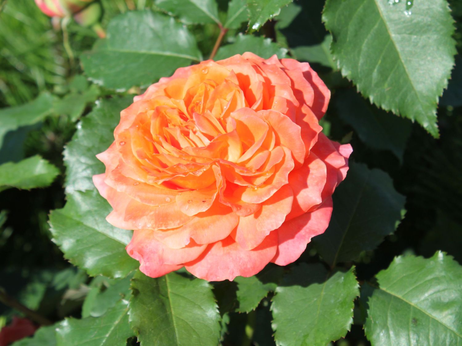 Guillot Rose 'Emilien Guillot' ®