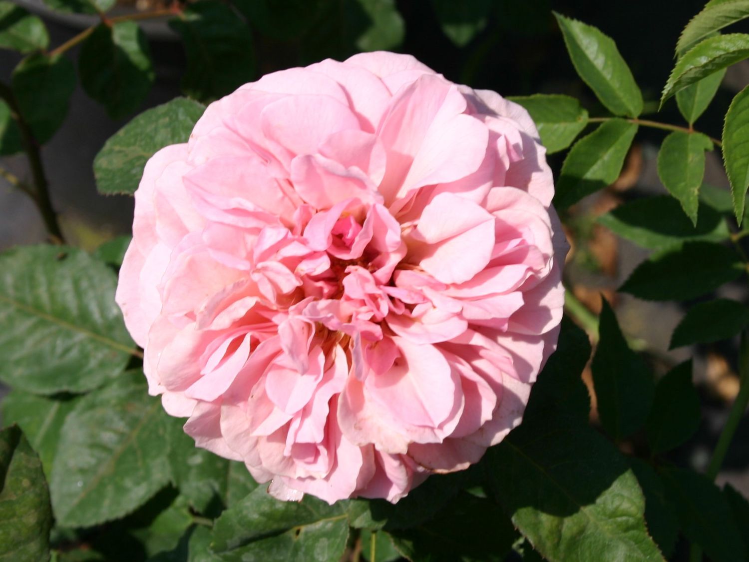 Guillot Rose 'Francis Blaise' ®
