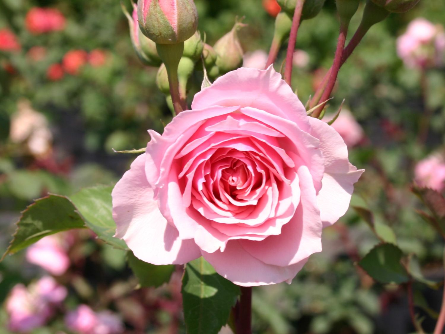 Guillot Rose 'La Rose Bordeaux' ®