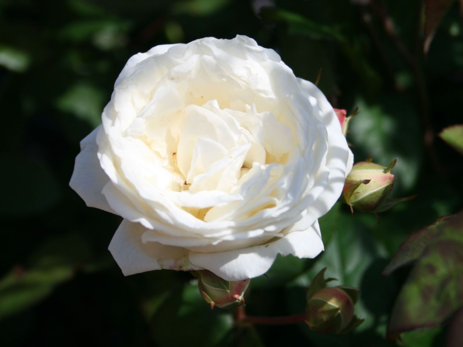 Guillot Rose 'Manuel Canovas'