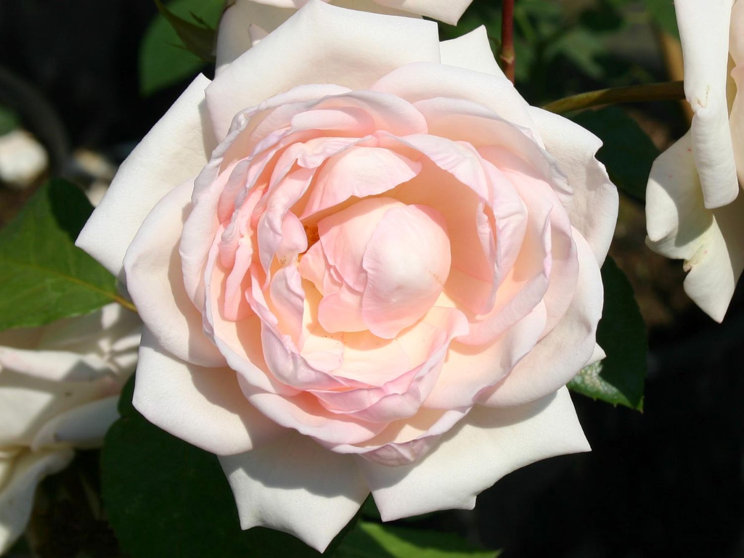Guillot Rose 'Martine Guillot' ®