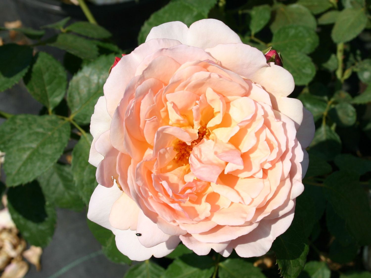Guillot Rose 'Mme Paule Massad' ®