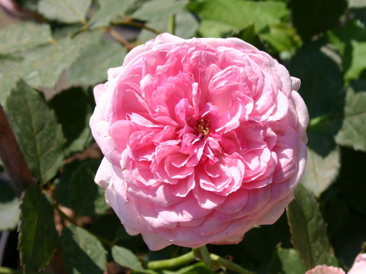 Guillot Rose 'Orsola Spinola' ®
