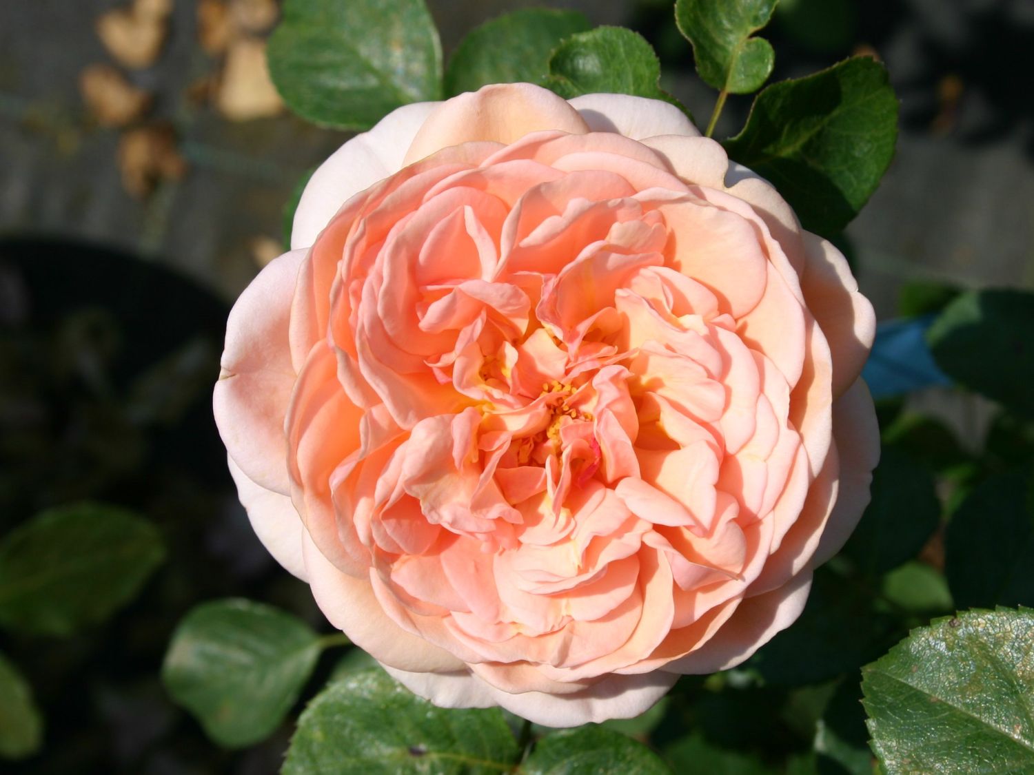 Guillot Rose 'Paul Bocuse' ®