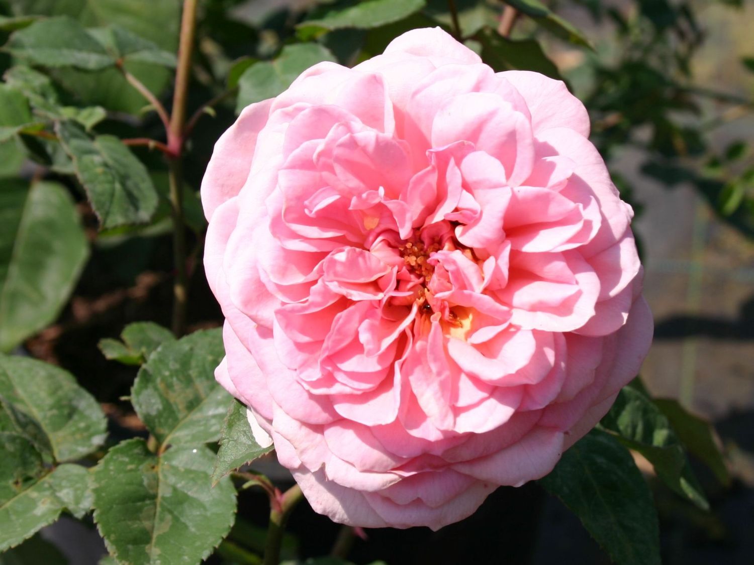 Guillot Rose 'Veronique B.' ®