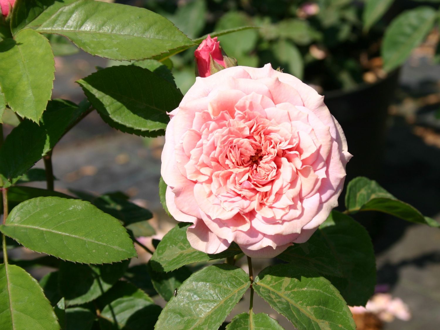 Guillot Rose 'William Christie' ®