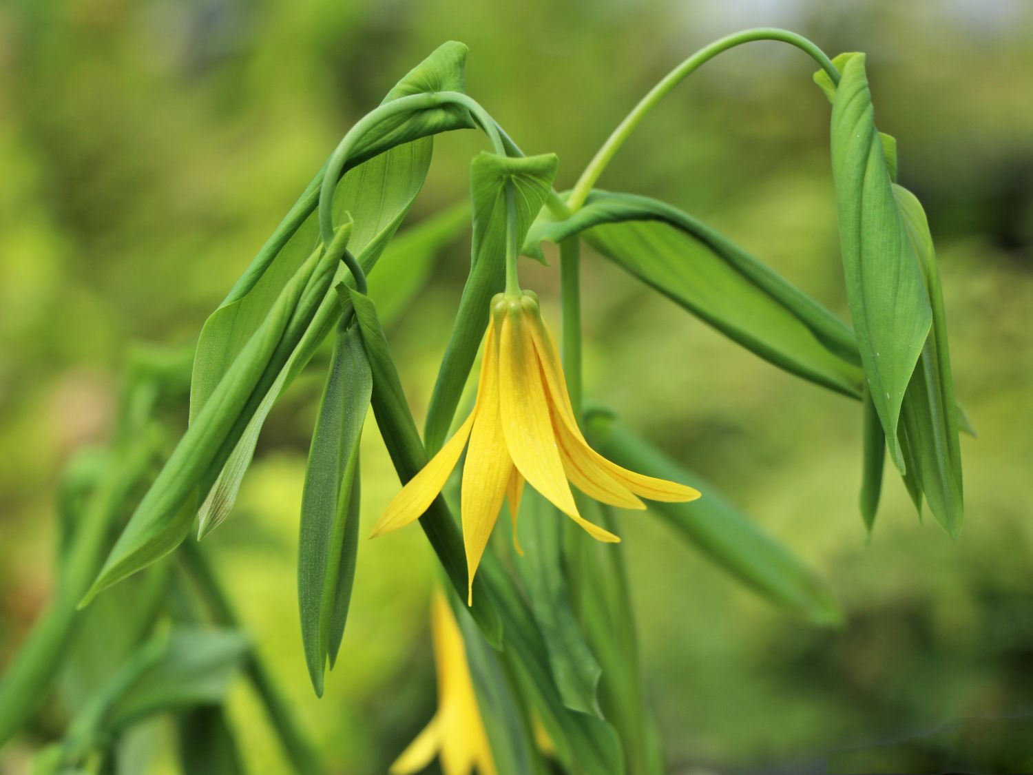 Hänge Goldglocke - Uvularia grandiflora