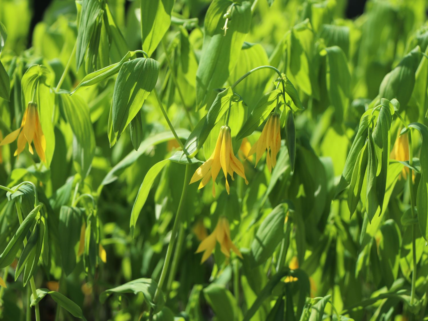 Uvularia (Uvularia)