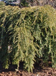 Hänge-Hemlocktanne