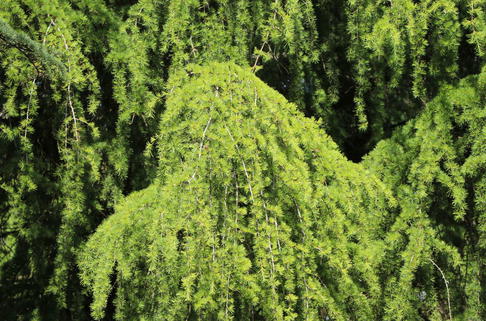 Hänge-Himalaya-Zeder 'Pendula' - Cedrus deodara 'Pendula'