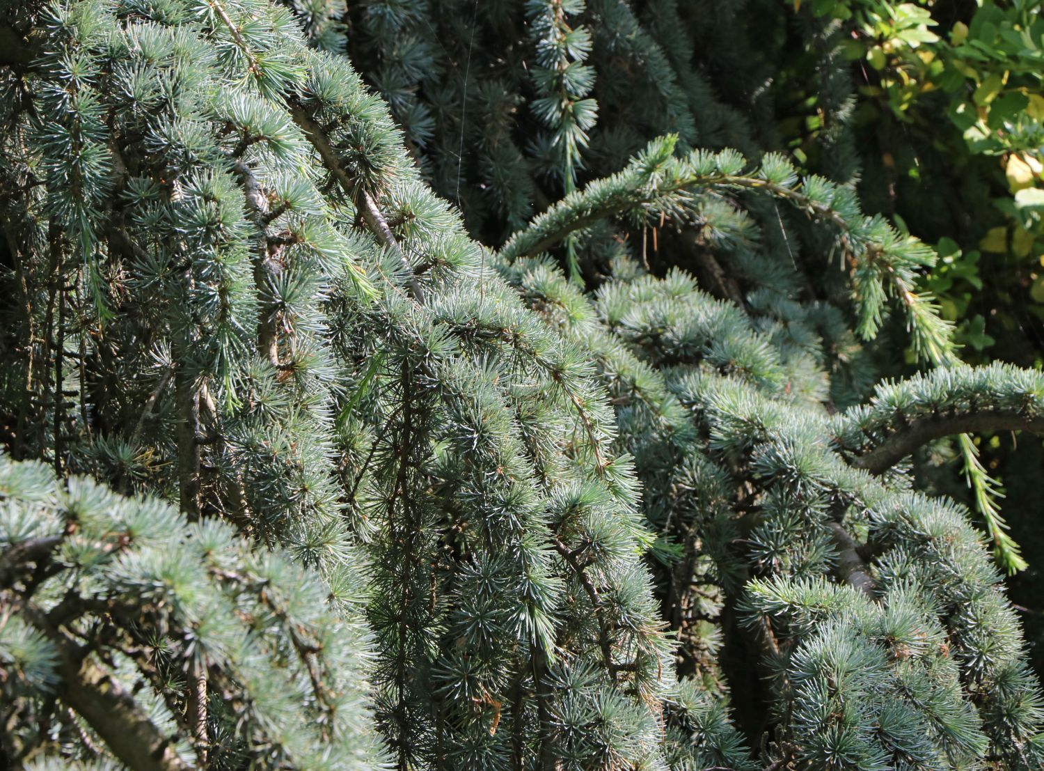 Hänge-Libanon-Zeder 'Pendula' - Cedrus libani 'Pendula'