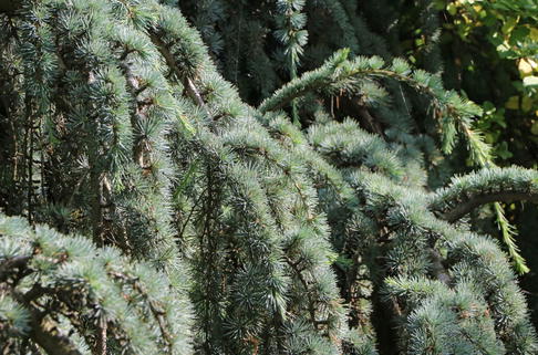 Hänge-Libanon-Zeder 'Pendula' - Cedrus libani 'Pendula'