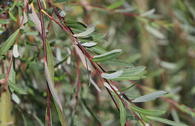 Hänge-Purpurweide 'Pendula'