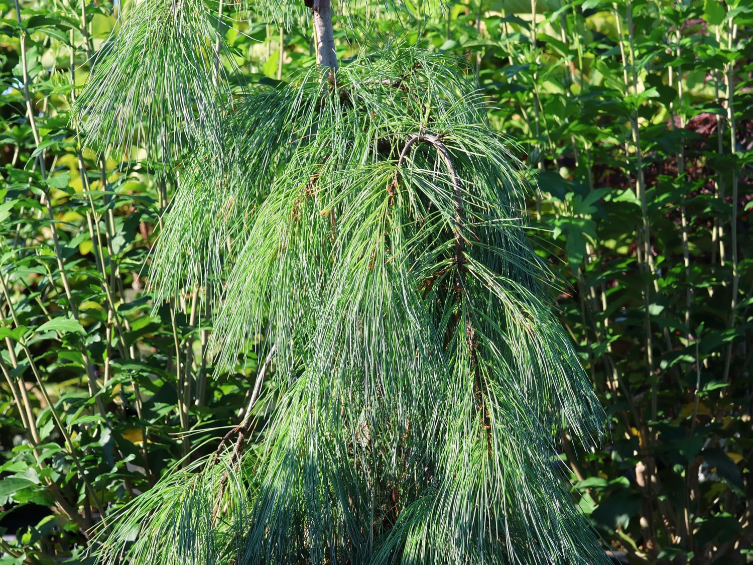 Hänge-Seidenkiefer 'Pendula'