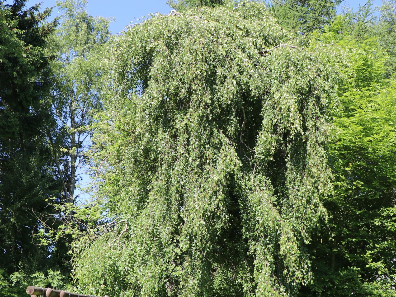 Hängebirke 'Tristis'