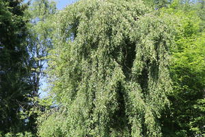 Hängebirke 'Tristis'