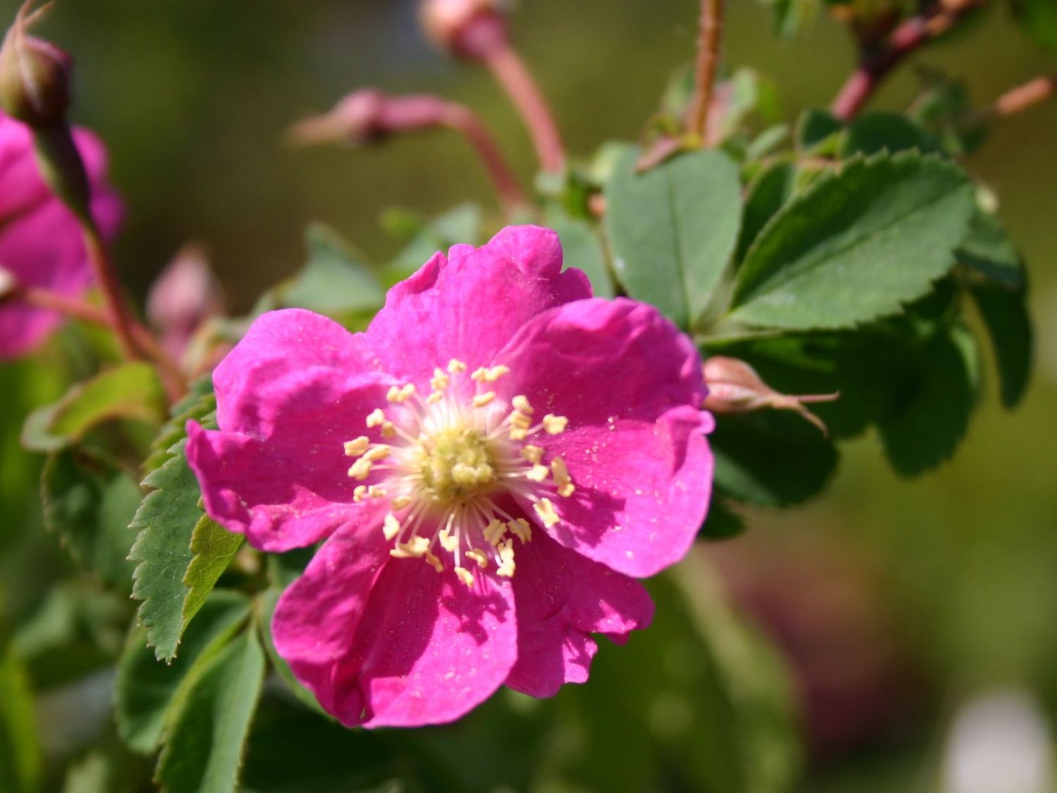 Hängefrucht-Rose / Alpen-Heckenrose