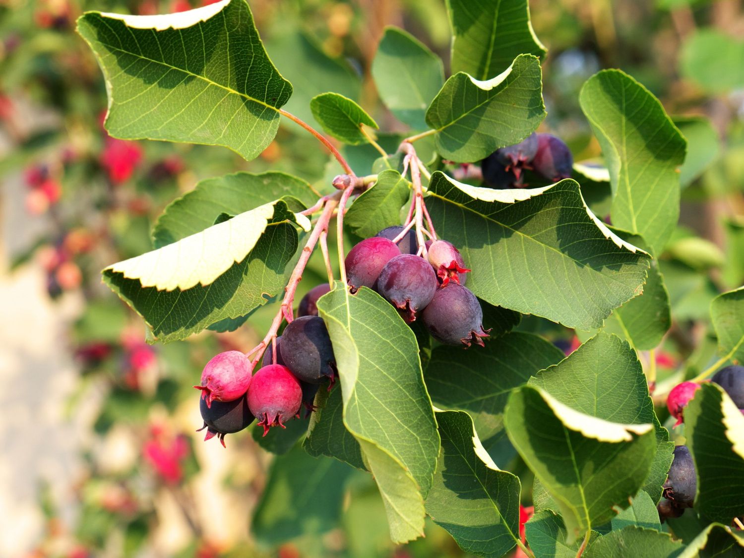 Hängende Felsenbirne 'Edelweiß'