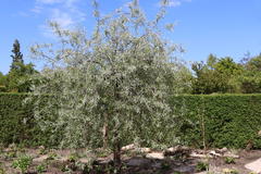 Hängende Wildbirne 'Pendula'