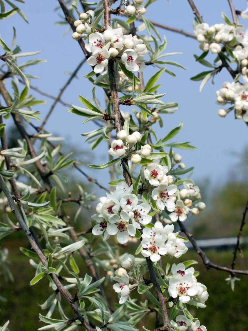 Hängende Wildbirne 'Pendula' Pyrus salicifolia 'Pendula' Baumschule