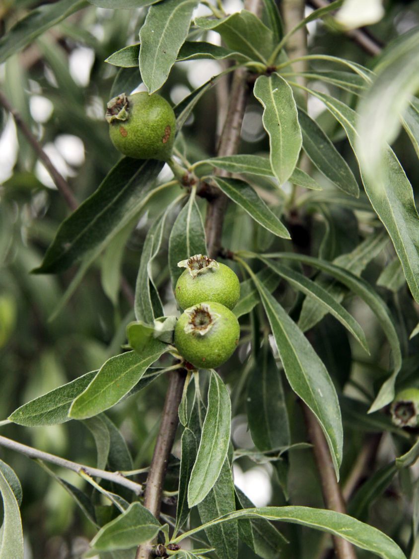 Hängende Wildbirne 'Pendula' Pyrus salicifolia 'Pendula' Baumschule