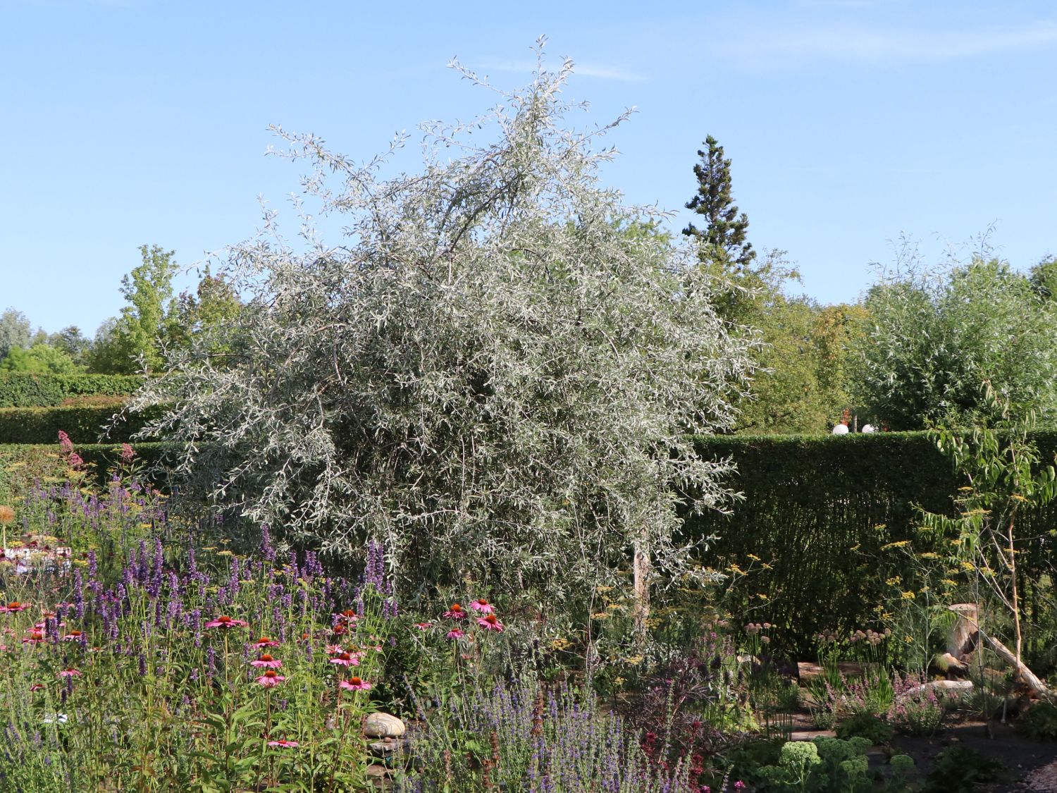Hängende Wildbirne 'Pendula' Pyrus salicifolia 'Pendula' Baumschule