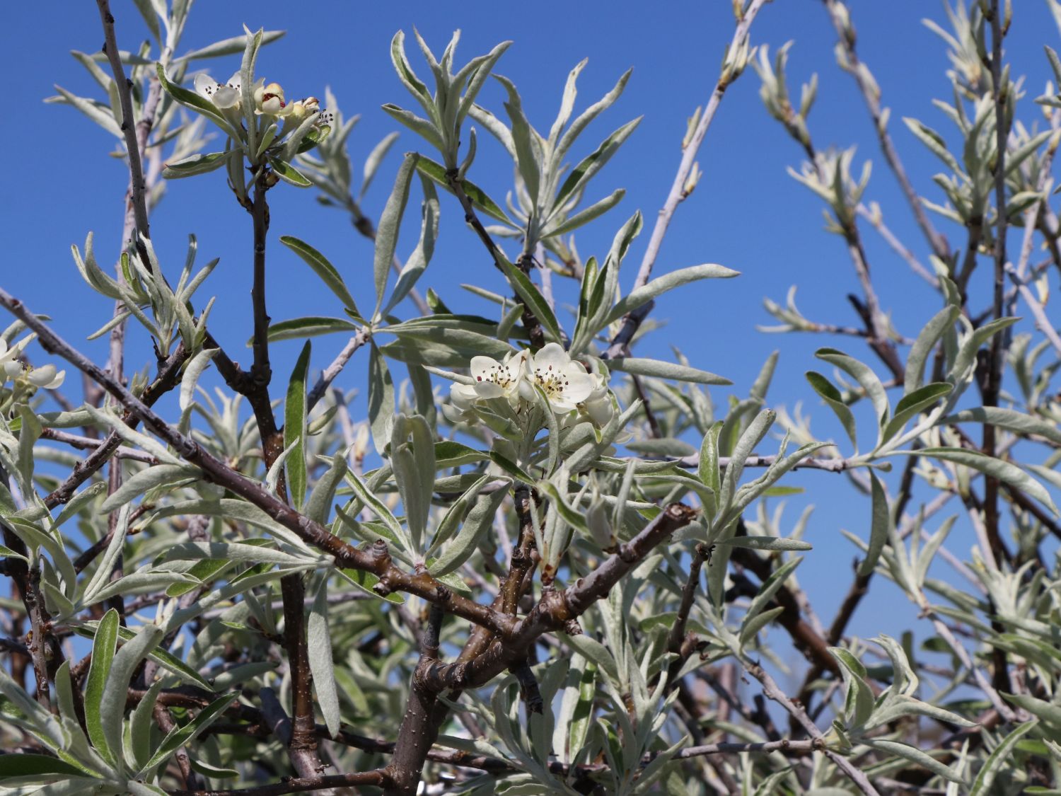 Hängende Wildbirne 'Pendula' Pyrus salicifolia 'Pendula' Baumschule