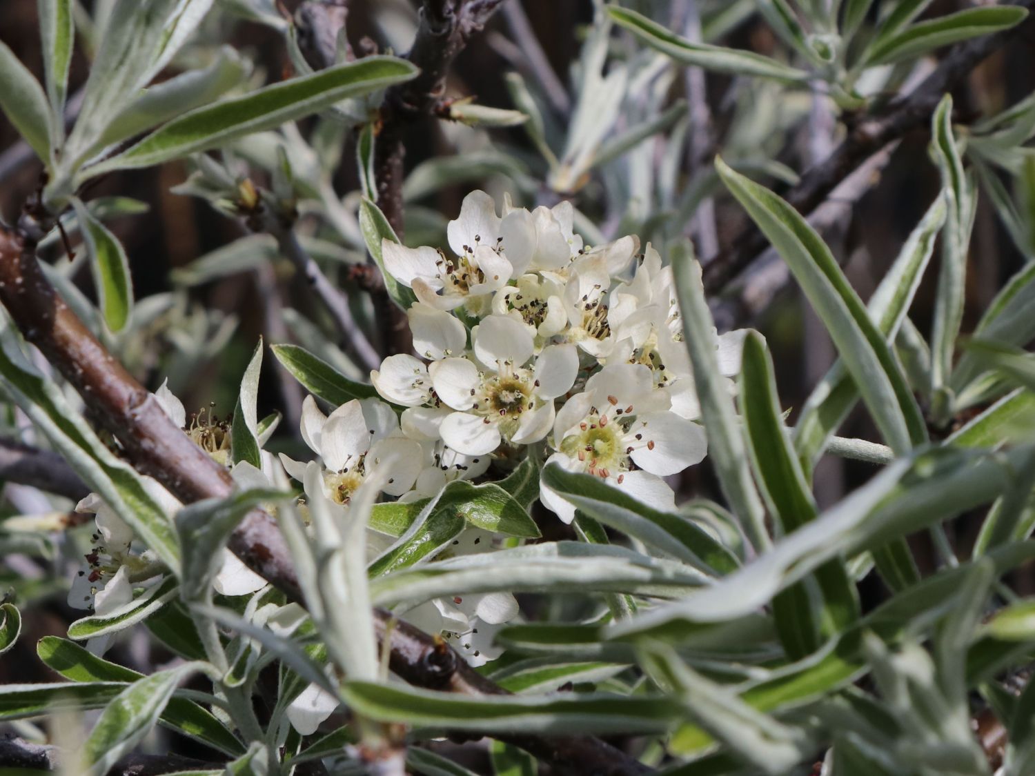 Hängende Wildbirne 'Pendula' Pyrus salicifolia 'Pendula' Baumschule