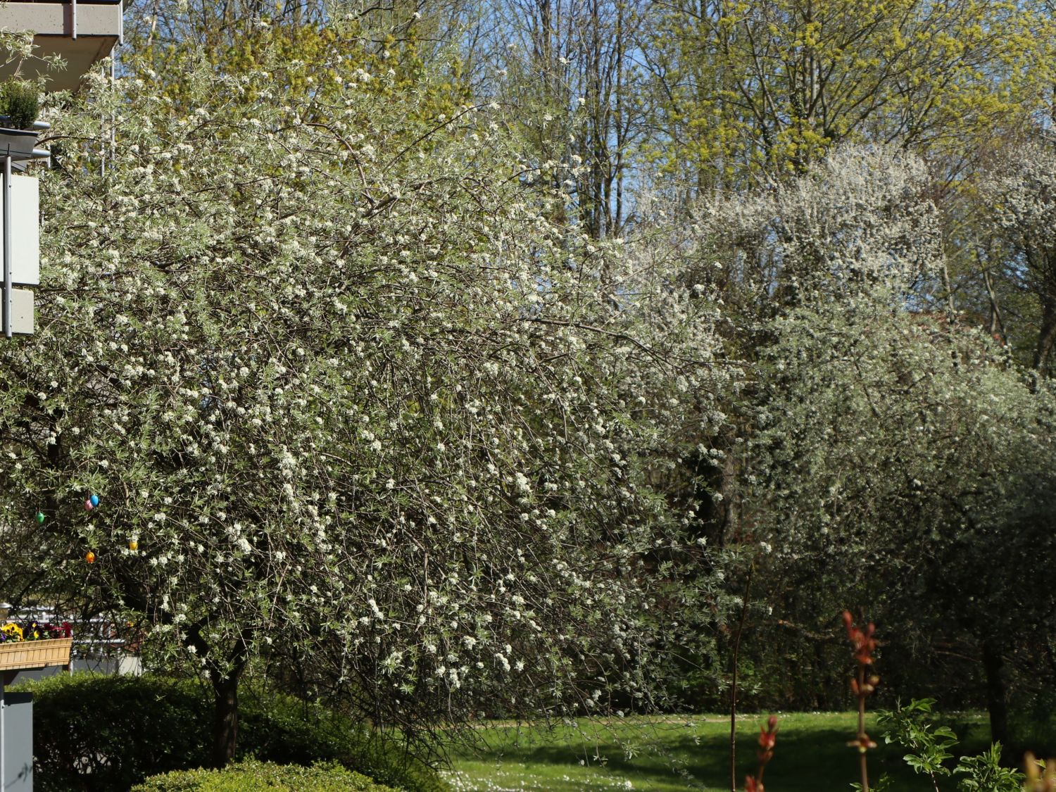Hängende Wildbirne 'Pendula' Pyrus salicifolia 'Pendula' Baumschule