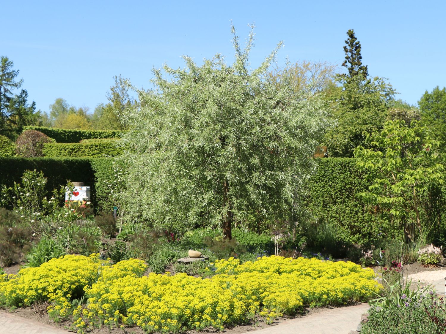 Hängende Wildbirne 'Pendula' Pyrus salicifolia 'Pendula' Baumschule