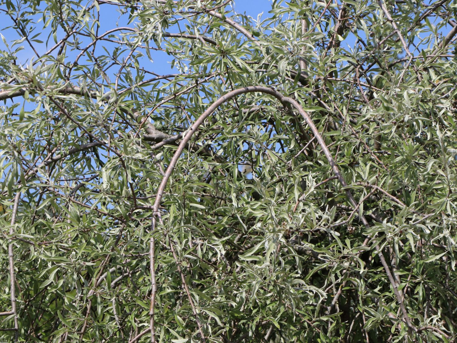 Hängende Wildbirne 'Pendula' Pyrus salicifolia 'Pendula' Baumschule