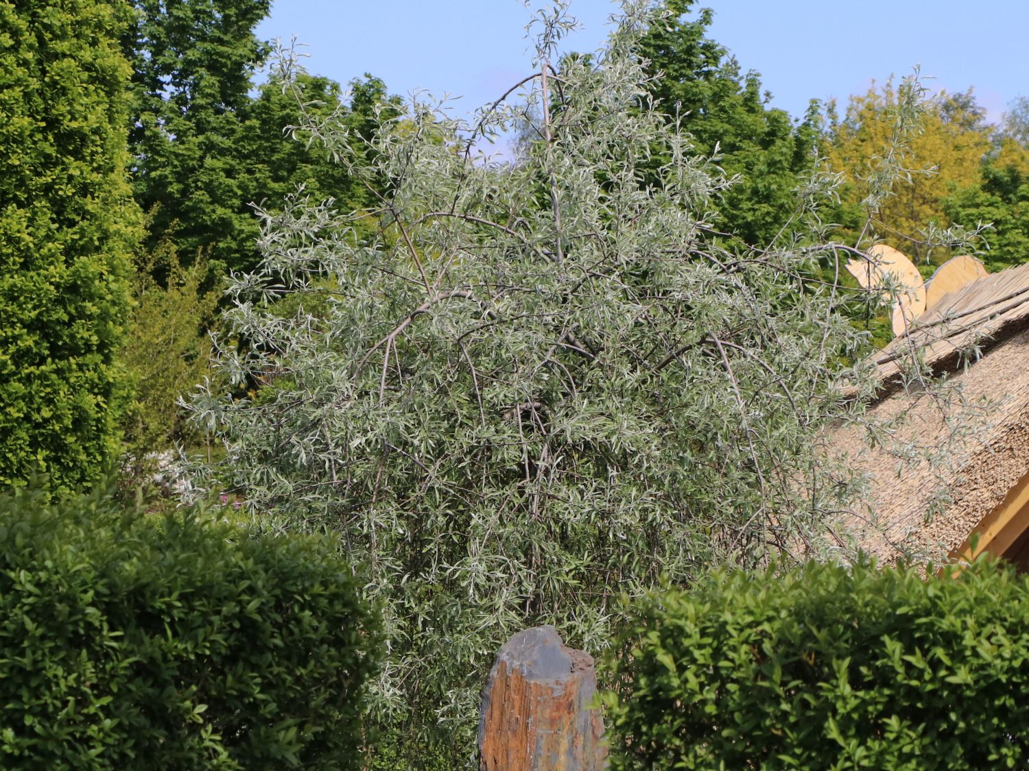 Hängende Wildbirne 'Pendula' Pyrus salicifolia 'Pendula' Baumschule