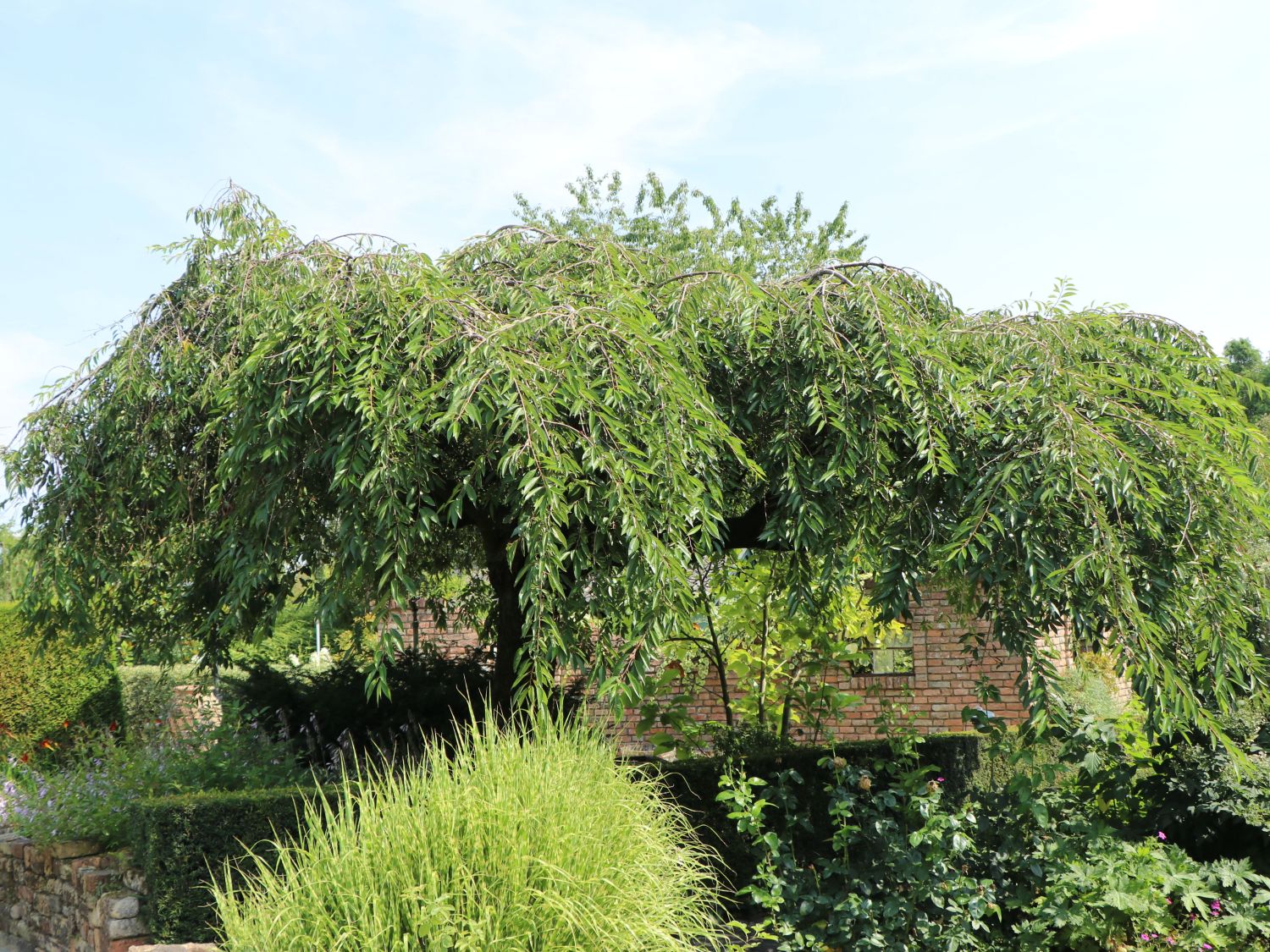Hängende Winterkirsche 'Pendula Rubra'