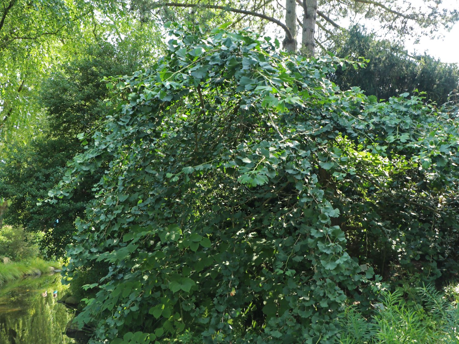 Hängender Fächerblattbaum 'Pendula' / Ginkgo-Baum - Ginkgo biloba 'Pendula'